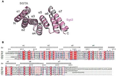 Structure and Interactions of the TPR Domain of Sgt2 with Yeast Chaperones and Ybr137wp